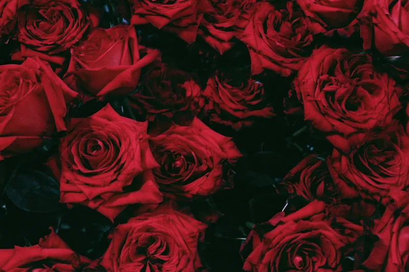 Closeup of deep red roses densely clustered together filling the frame