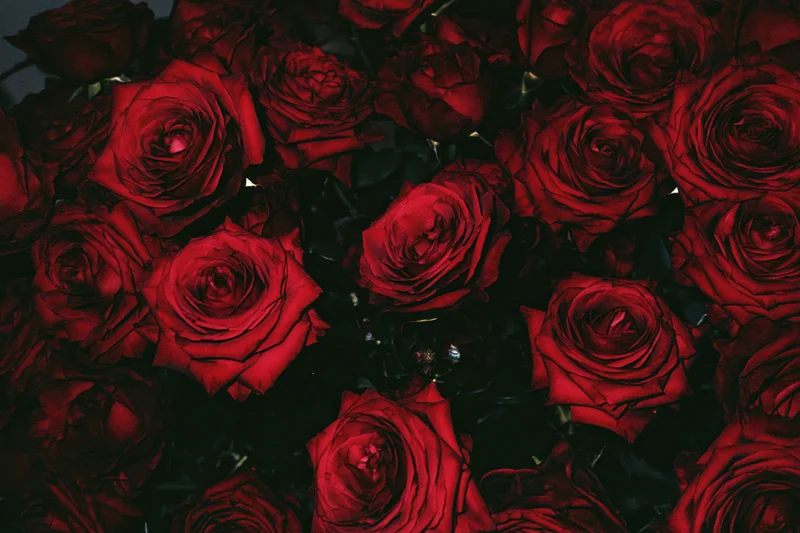 Closeup of deep red roses densely clustered together filling the frame