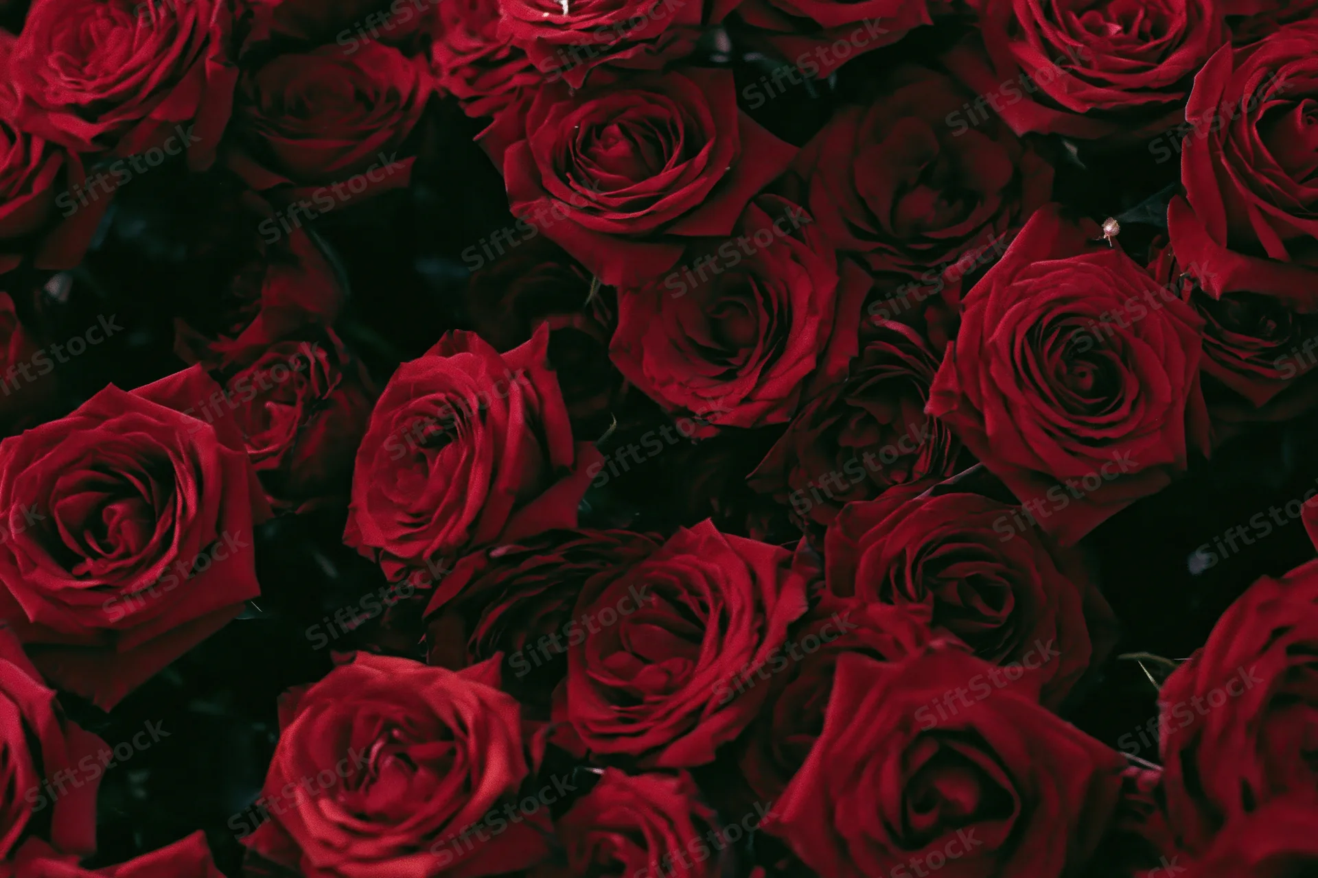 Closeup of deep red roses clustered together filling the frame