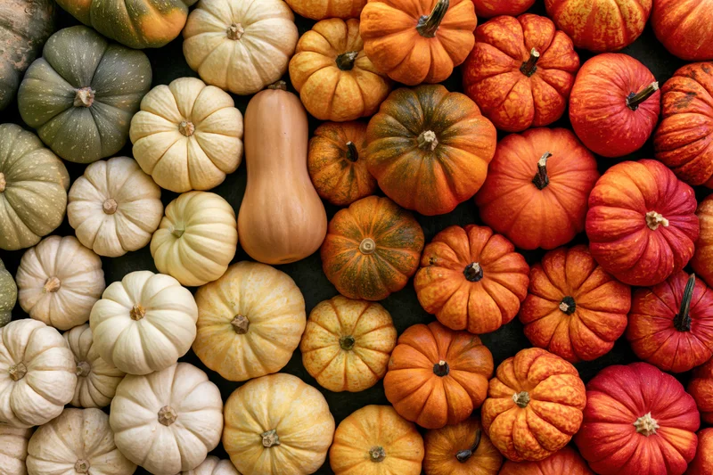 Assorted pumpkins and squash arranged in a gradient of colors from green to red on a dark surface