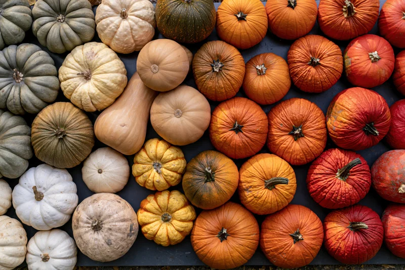 Assorted pumpkins and squash arranged in rows on dark surface
