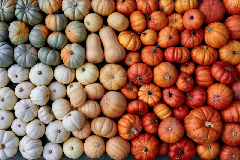 Dozens of mixed autumn squash and pumpkins arranged in a gradient of colors from green to orange and white