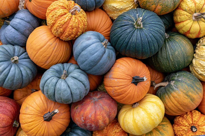 A closeup of dozens of mixed heirloom pumpkins and gourds stacked tightly together in a colorful autumn harvest display