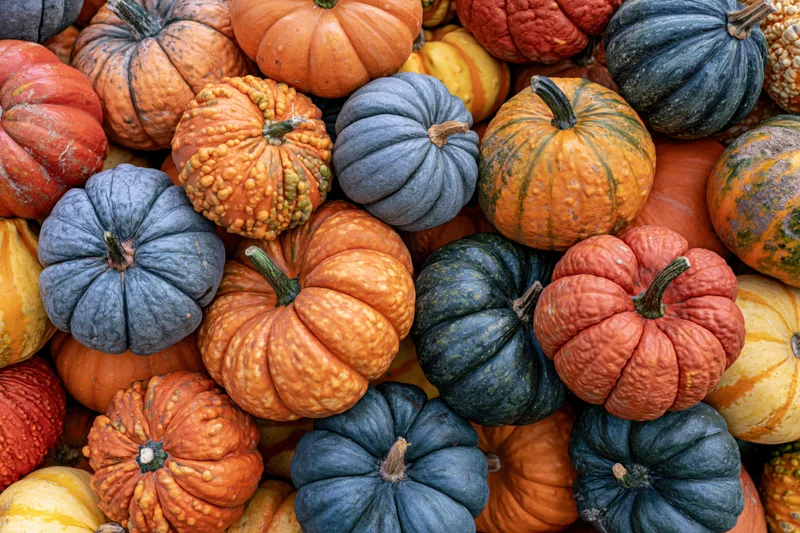 Dozens of mixed heirloom pumpkins and gourds packed tightly together in a colorful autumn harvest display