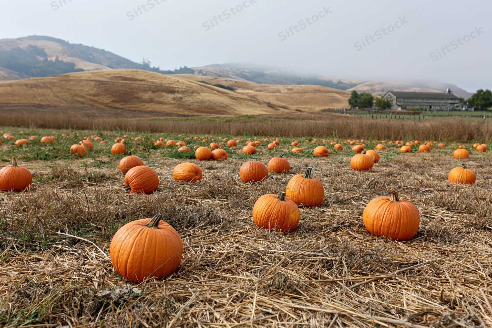 Ripe pumpkins scattered across a dry straw field in a rural landscape with hills and a barn in the distance