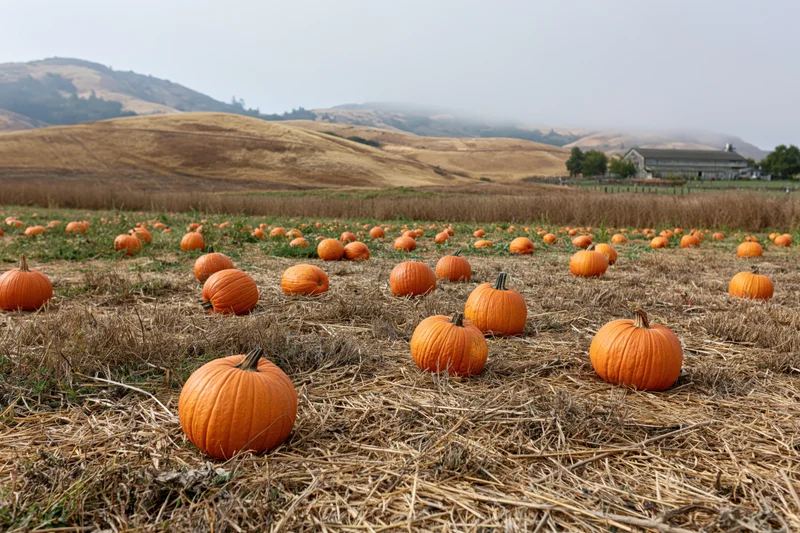 Ripe pumpkins scattered across a dry straw field in a rural landscape with hills and a barn in the distance