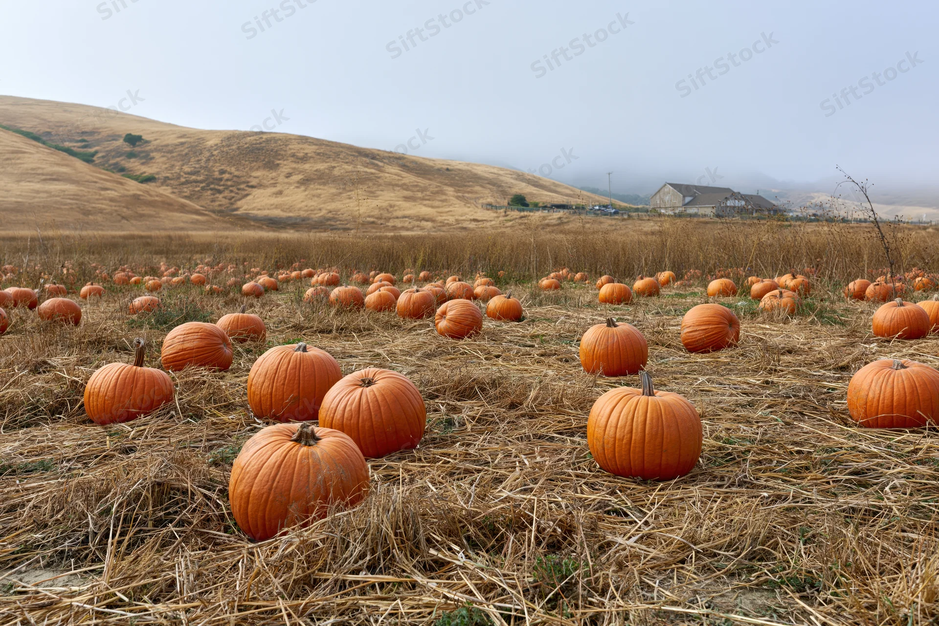 Ripe pumpkins scattered across a dry straw field in a rural farm landscape