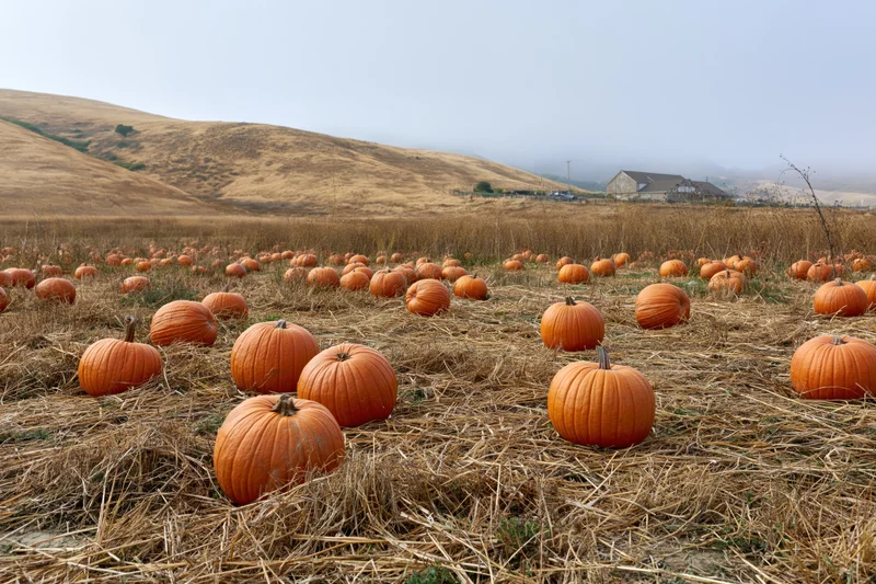 Ripe pumpkins scattered across a dry straw field in a rural farm landscape