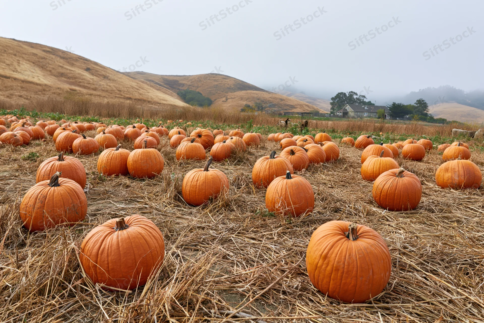 Ripe pumpkins scattered across a straw-covered field in a rural landscape