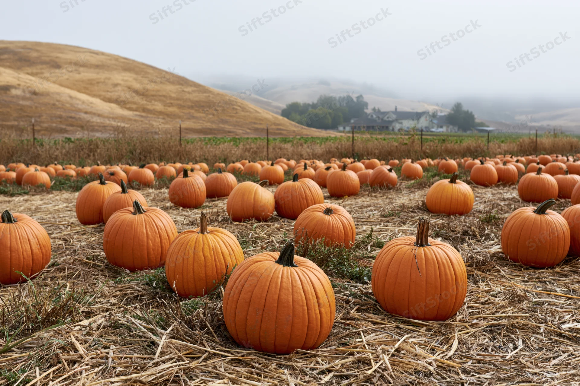 Ripe pumpkins scattered across a dry straw field in a rural landscape