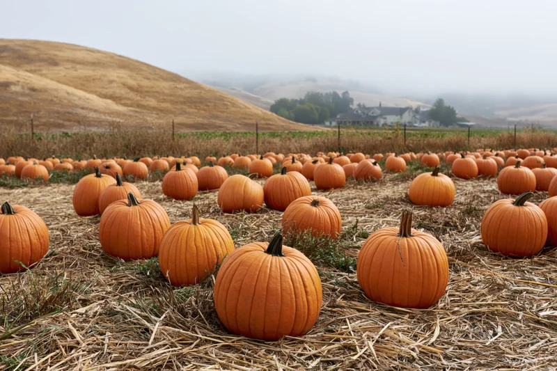 Ripe pumpkins scattered across a dry straw field in a rural landscape