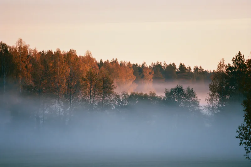 Fog rolling low across a meadow at dawn with autumn trees in the background