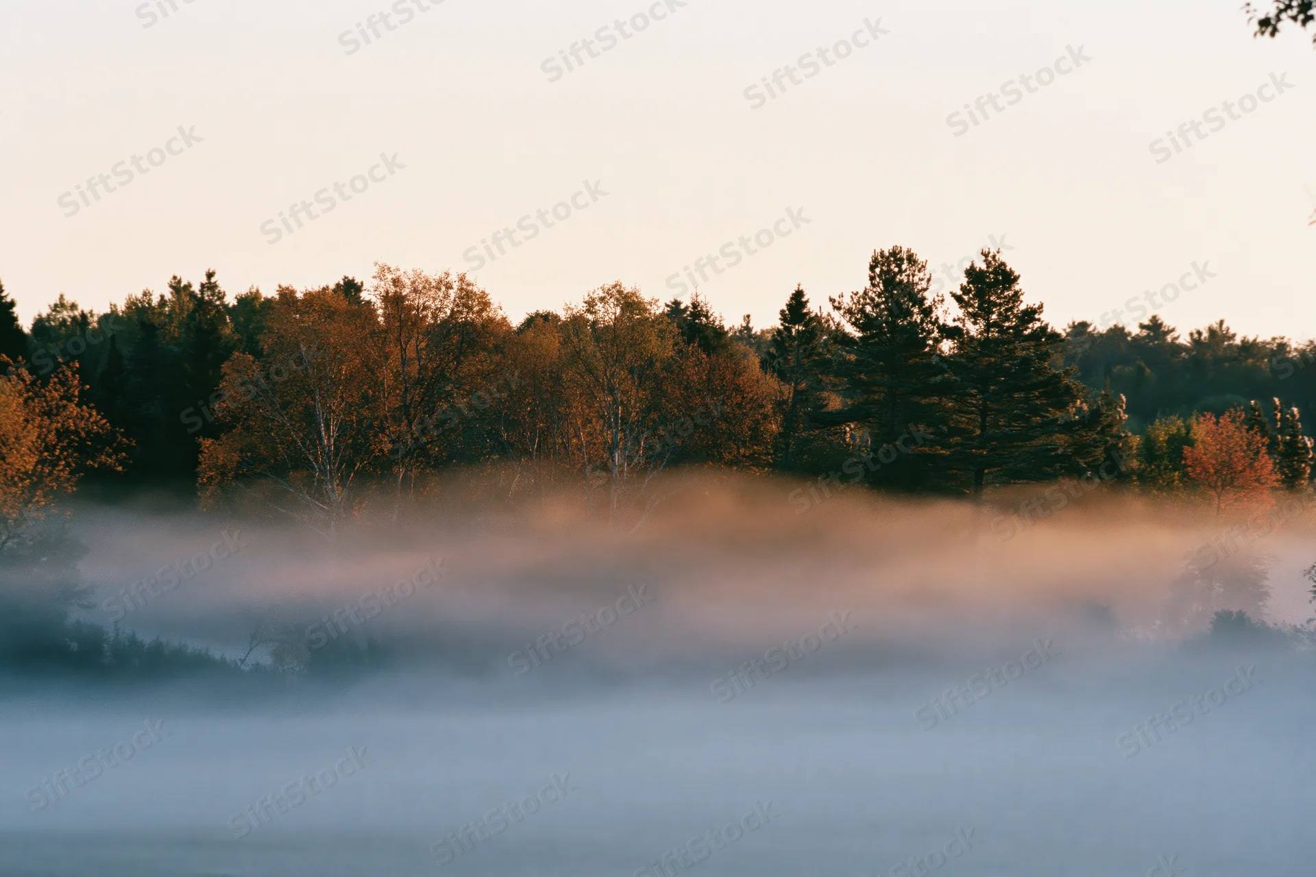 Fog rolling low across a meadow at dawn with autumn trees in the background