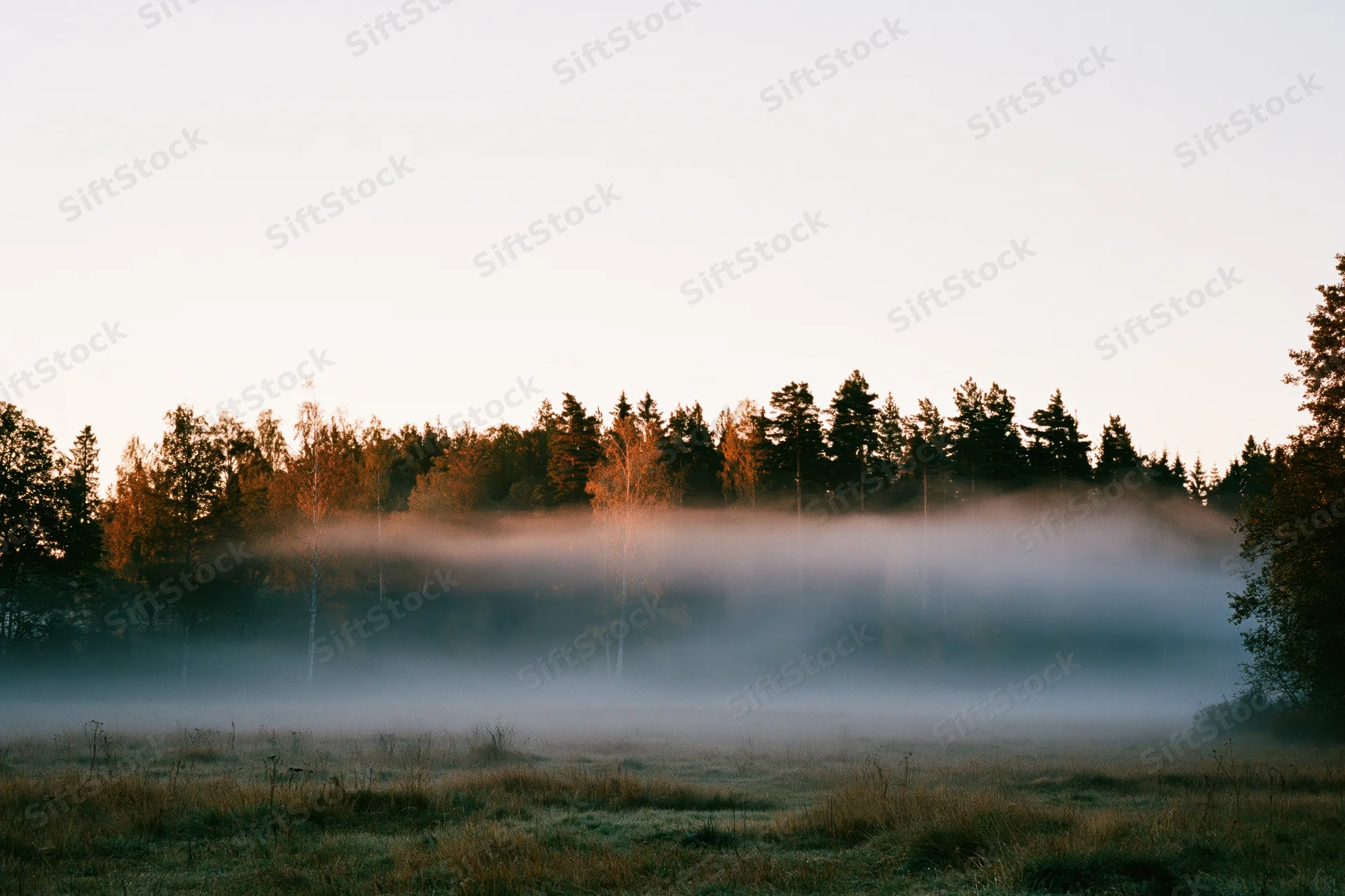 Fog rolling low across an open meadow at dawn with forest in background