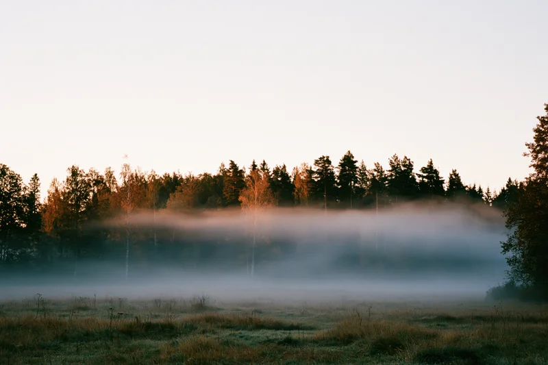 Fog rolling low across an open meadow at dawn with forest in background