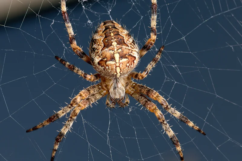 European garden spider centered on its orb web against a blue sky background