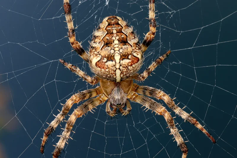 European garden spider centered on its orb web against a blue sky background