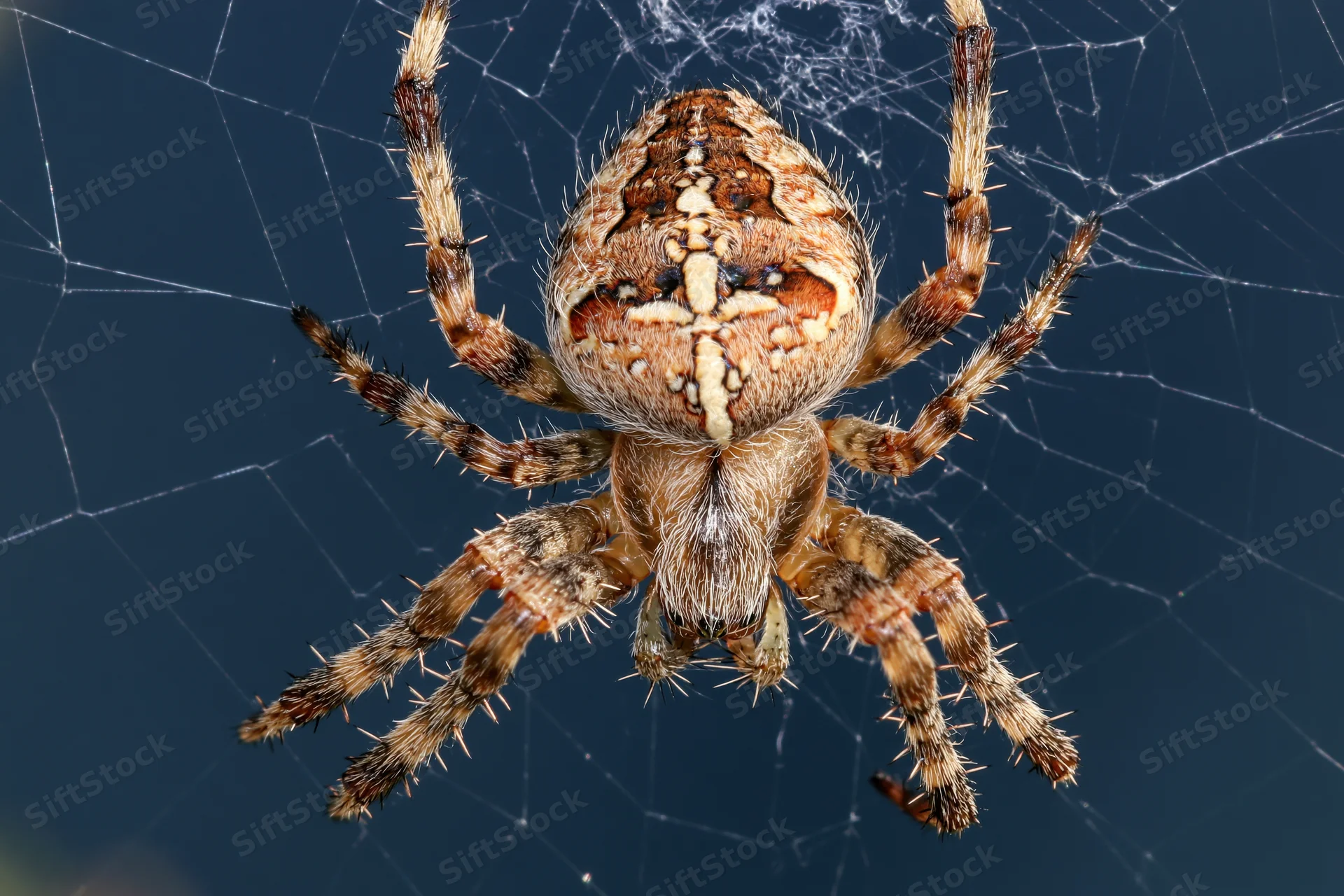 European garden spider centered on its orb web against dark blue background