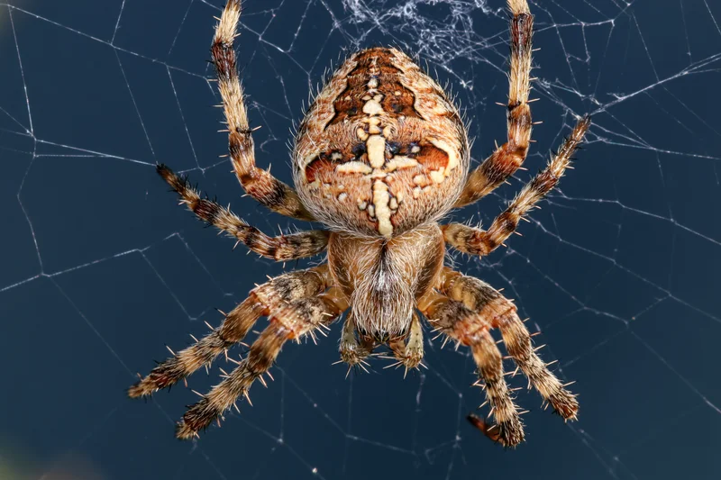 European garden spider centered on its orb web against dark blue background