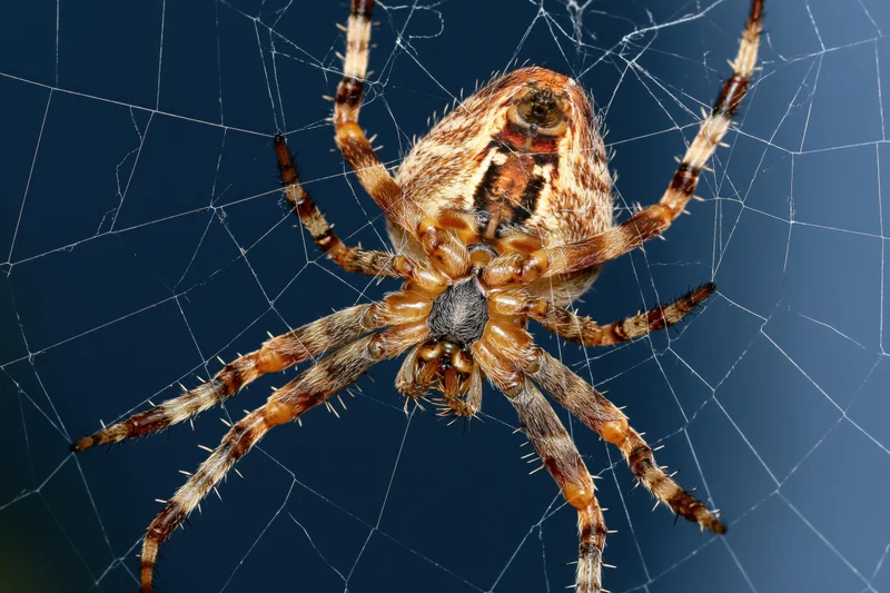 European garden spider centered on its orb web against a blue background