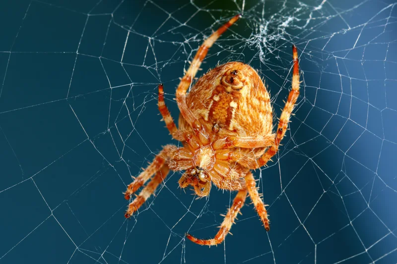 European garden spider at center of orb web against blue background