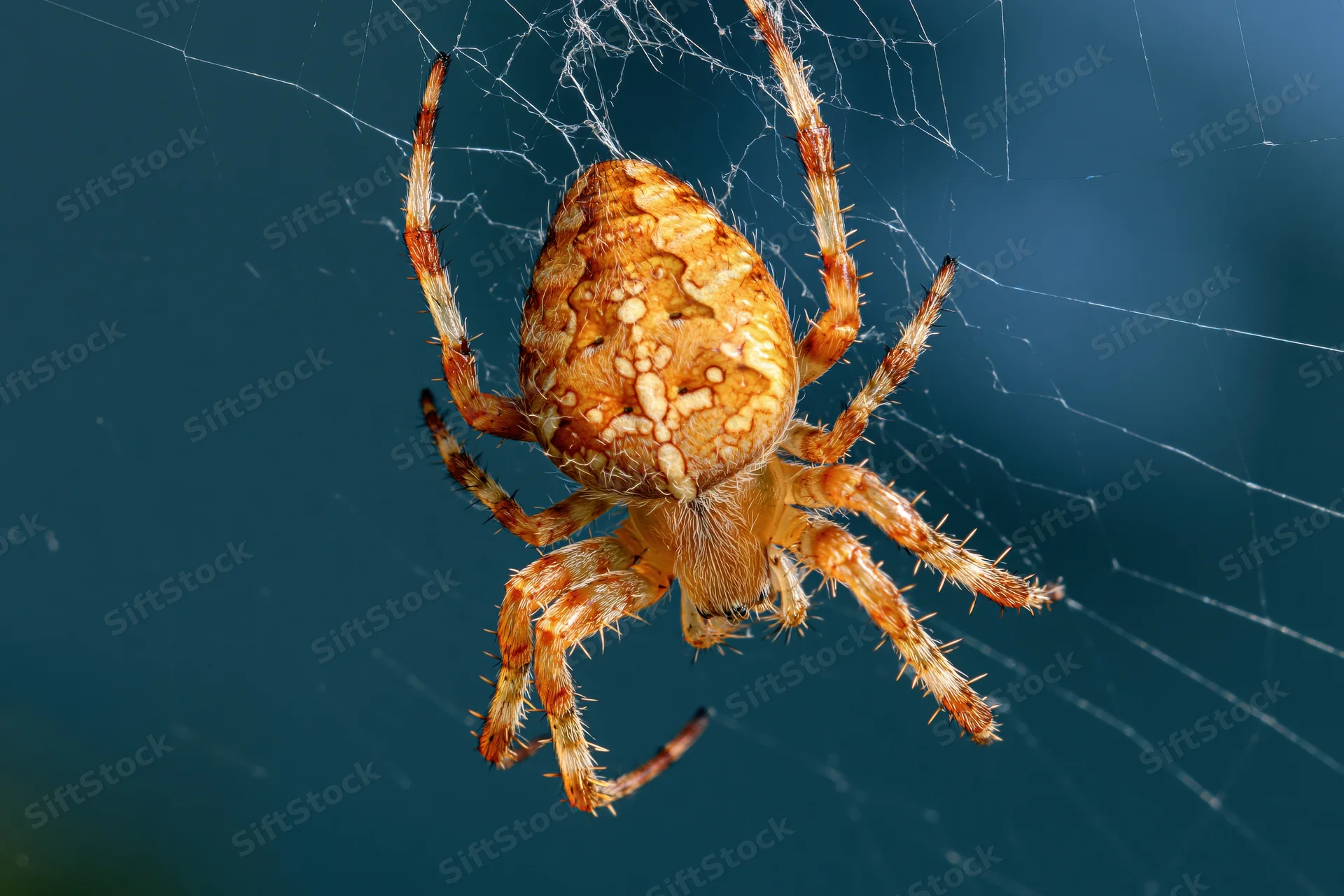 European garden spider clinging to center of orb web against dark blue background