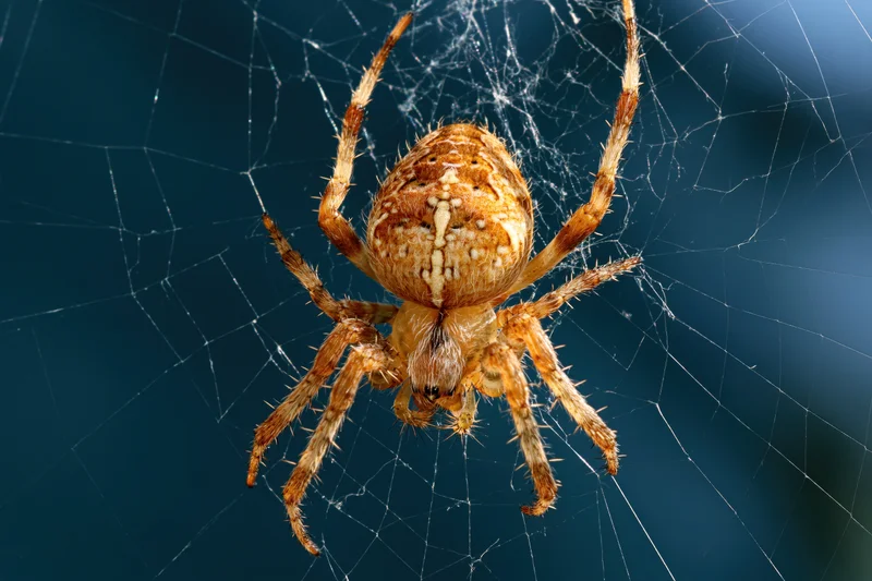 European garden spider at center of orb web against blue background