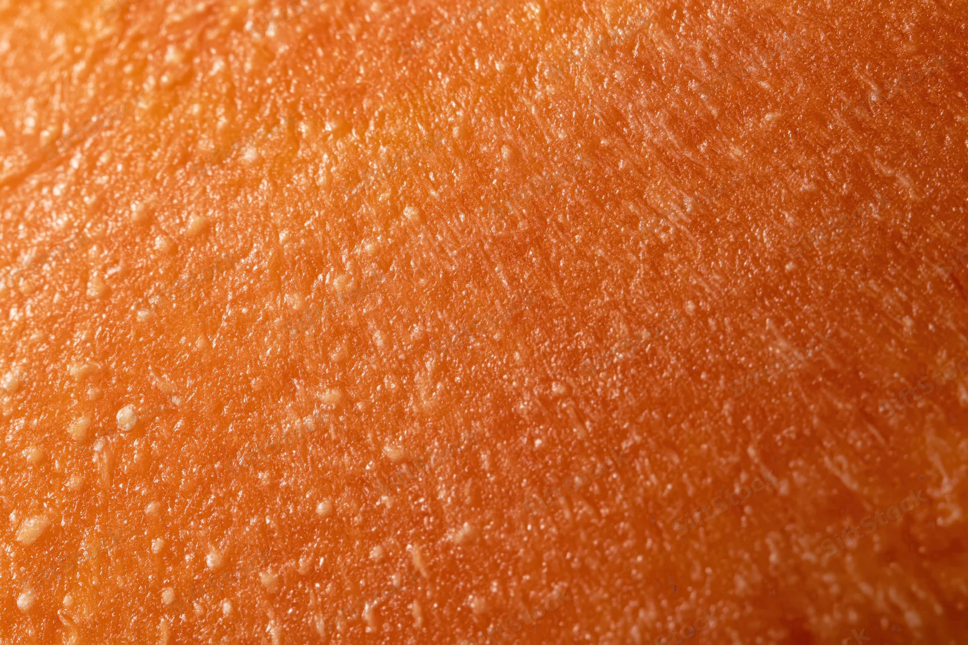 Extreme close-up of fresh carrot surface showing texture and moisture droplets