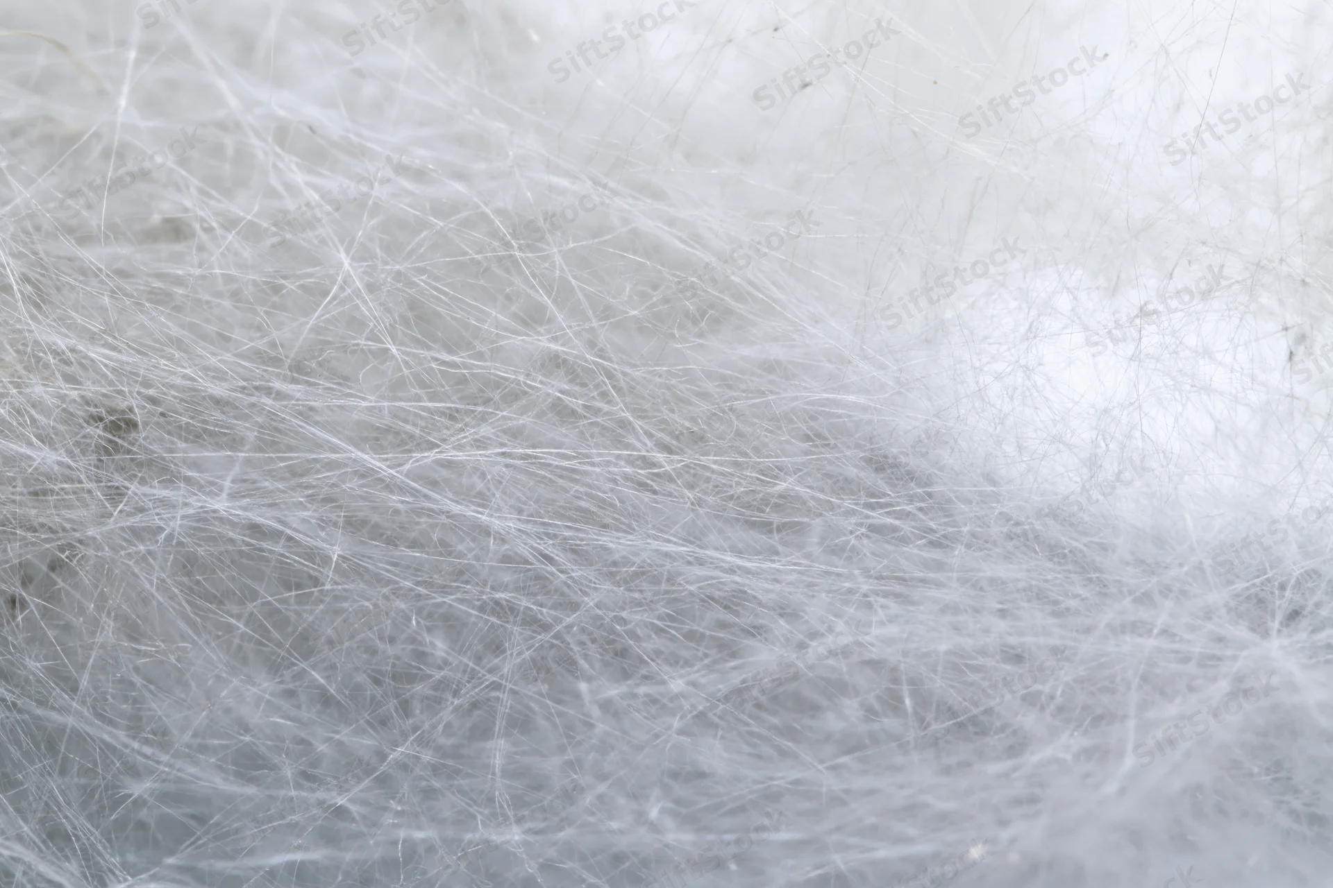Extreme close-up of a dense spider web filling the frame with fine silk threads