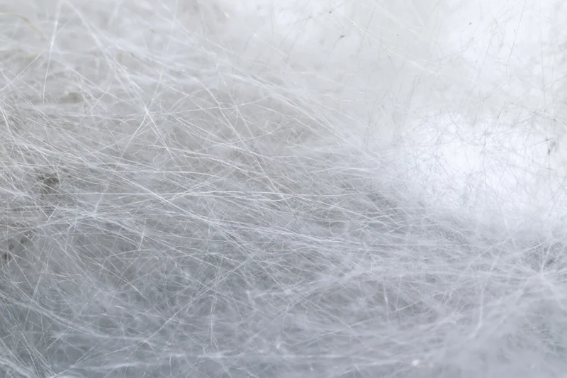 Extreme close-up of a dense spider web filling the frame with fine silk threads