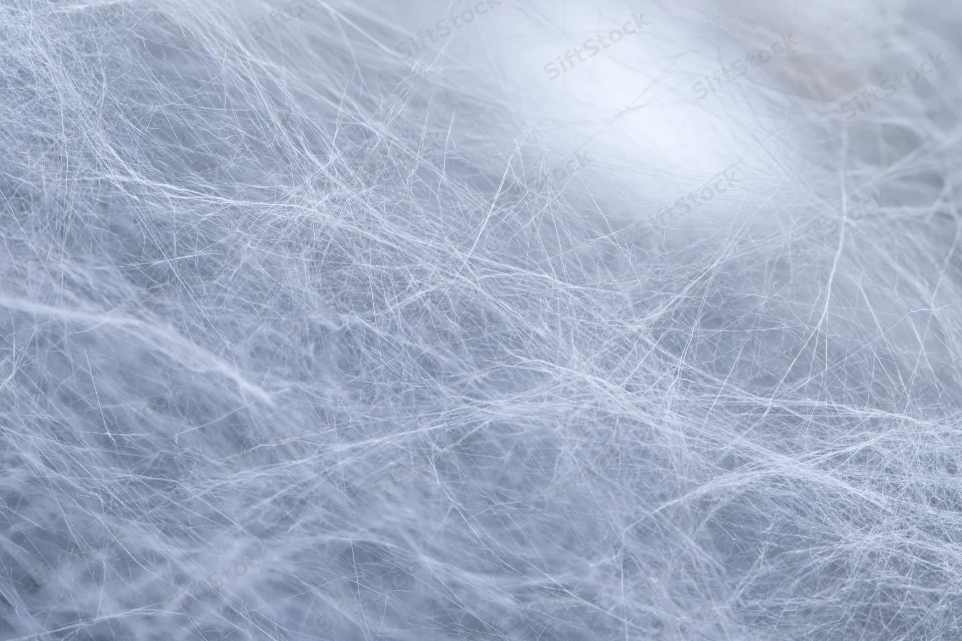 Extreme close-up of a dense spider web filling the frame with fine silk threads