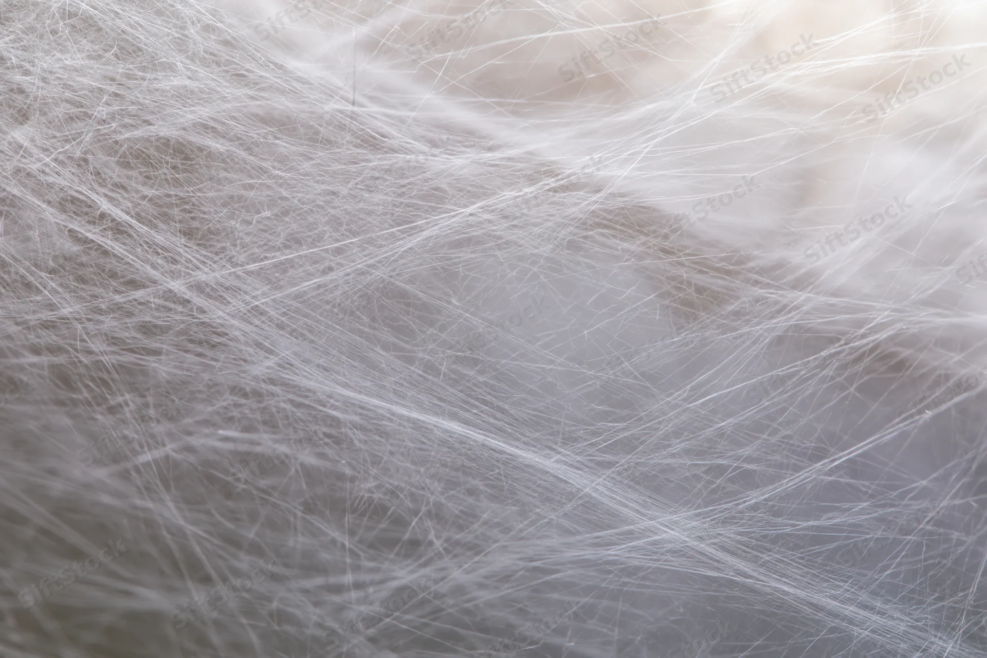 Extreme close-up of a dense spider web filling the frame with fine silk threads