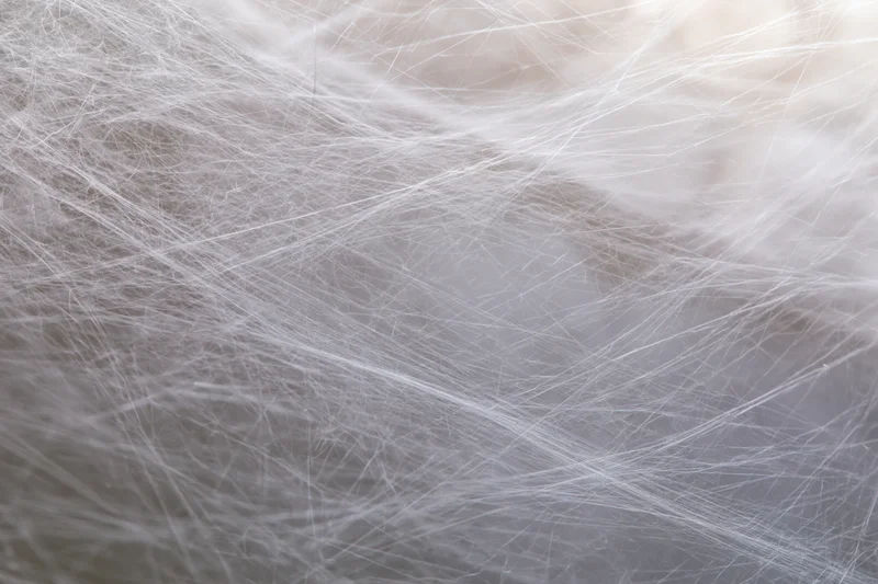 Extreme close-up of a dense spider web filling the frame with fine silk threads