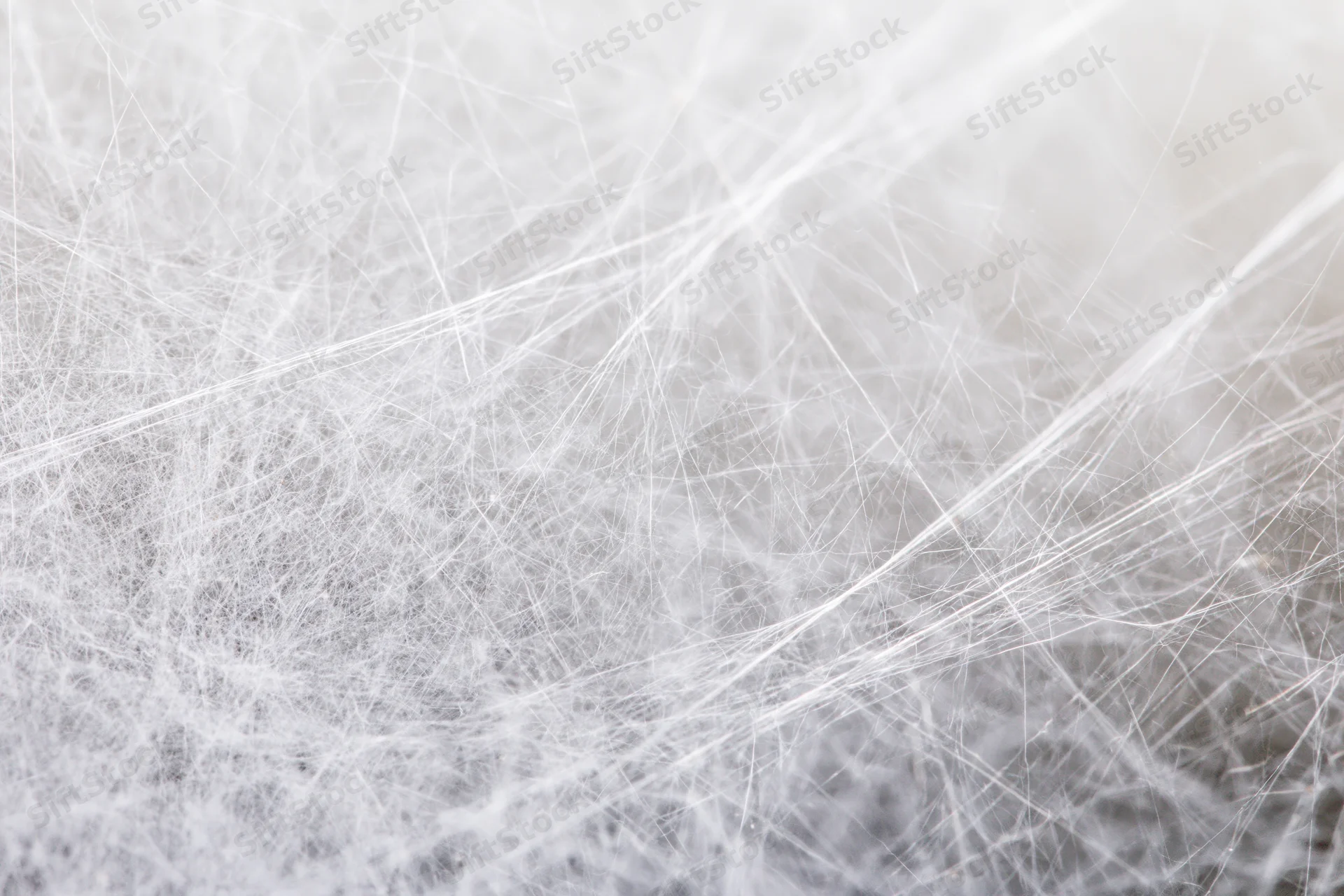 Extreme close-up of a dense spider web filling the frame with fine white silk threads