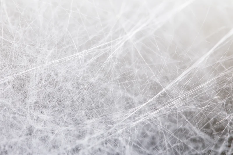 Extreme close-up of a dense spider web filling the frame with fine white silk threads