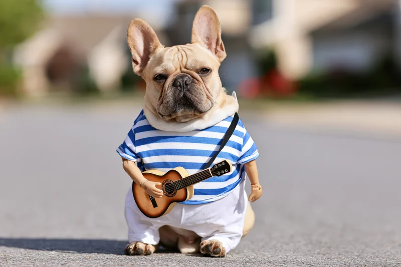Fawn french bulldog sitting upright on suburban street wearing striped shirt and white pants holding miniature guitar