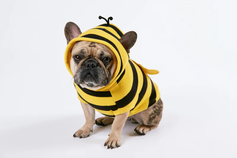 Frenchbulldog wearing bumblebee costume sitting upright on white background