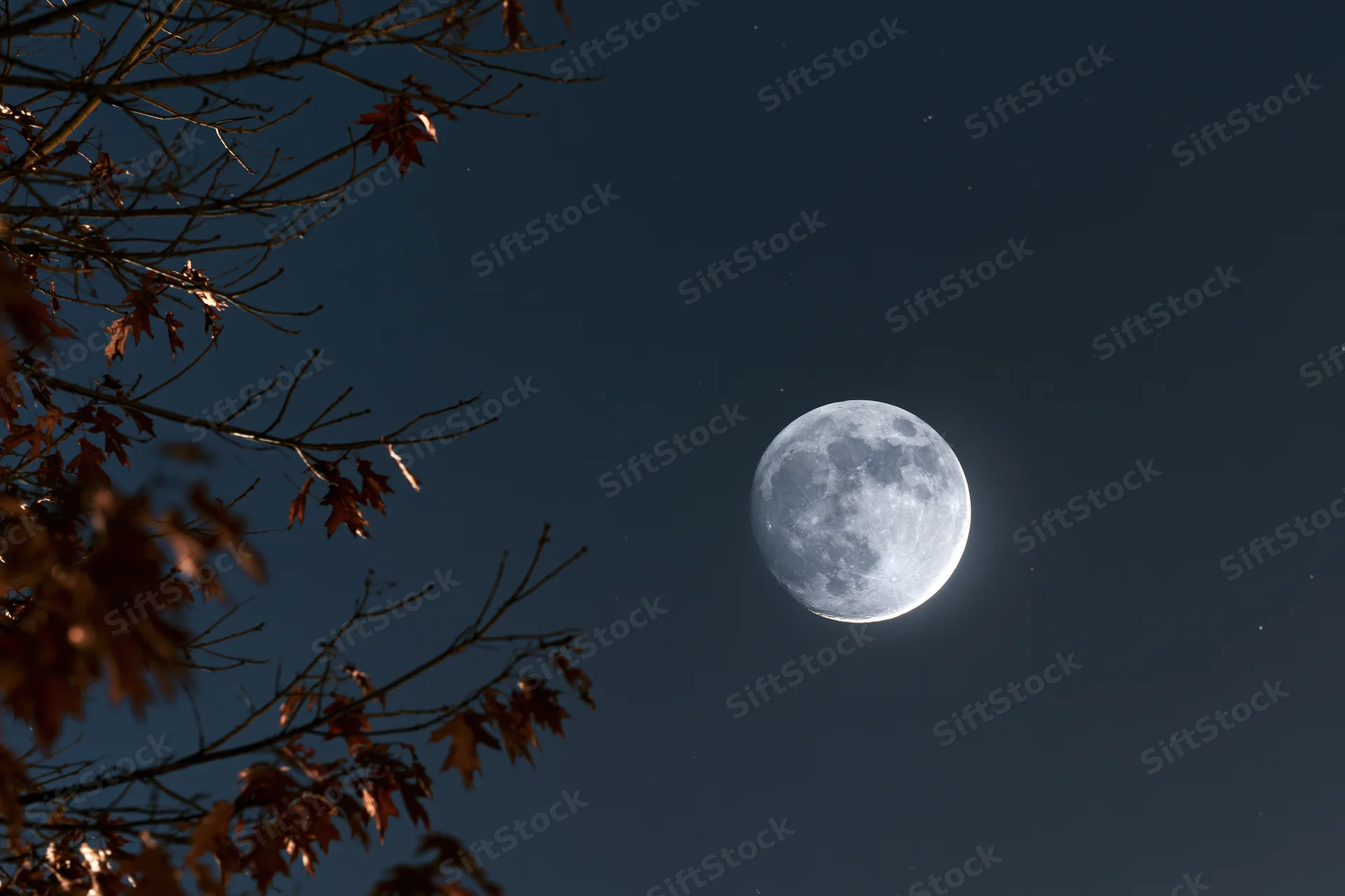 Full moon rising in night sky framed by autumn tree branches