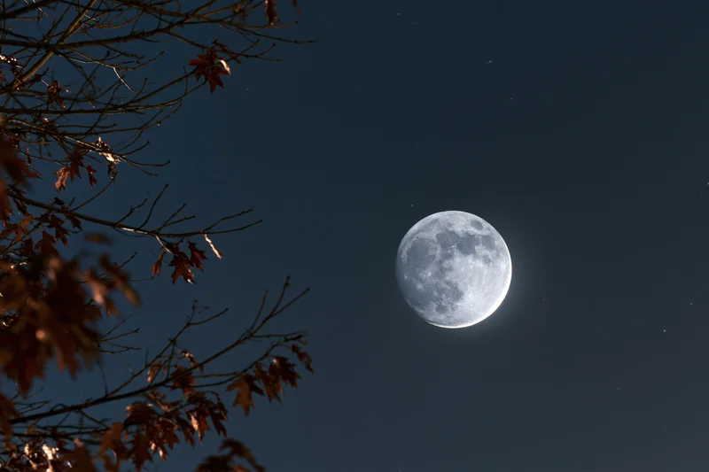 Full moon rising in night sky framed by autumn tree branches