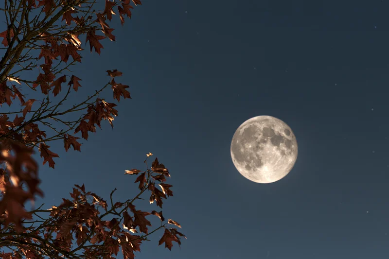 Full moon glowing in dark sky beside autumn tree branches with rust-colored leaves