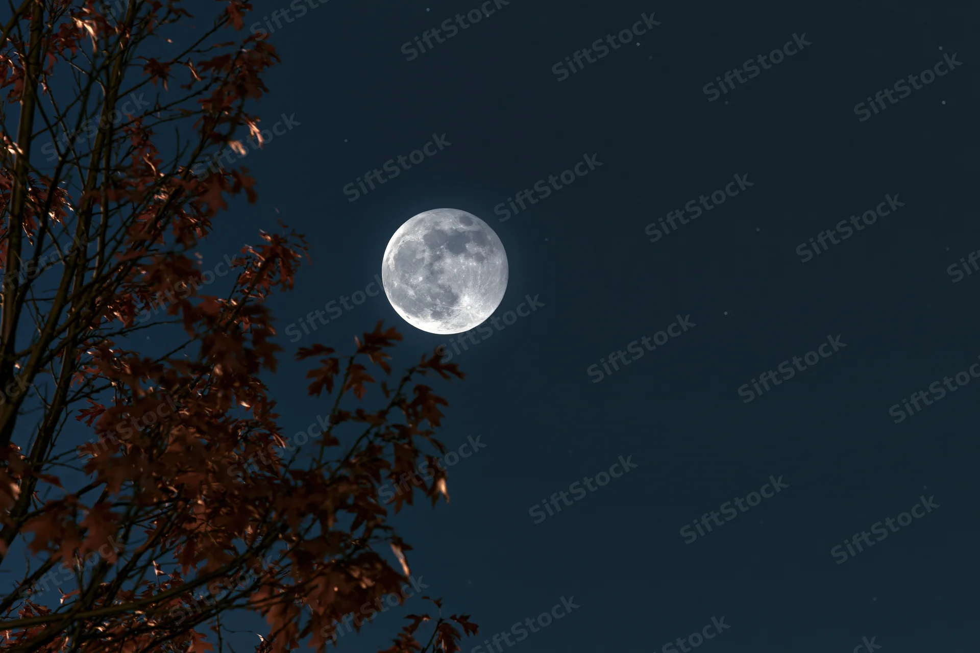 Full moon rising in night sky above autumn tree branches