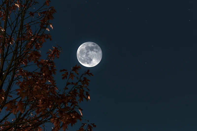 Full moon rising in night sky above autumn tree branches