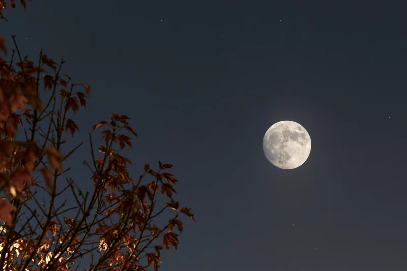 Full moon glowing in dark night sky above autumn tree branches