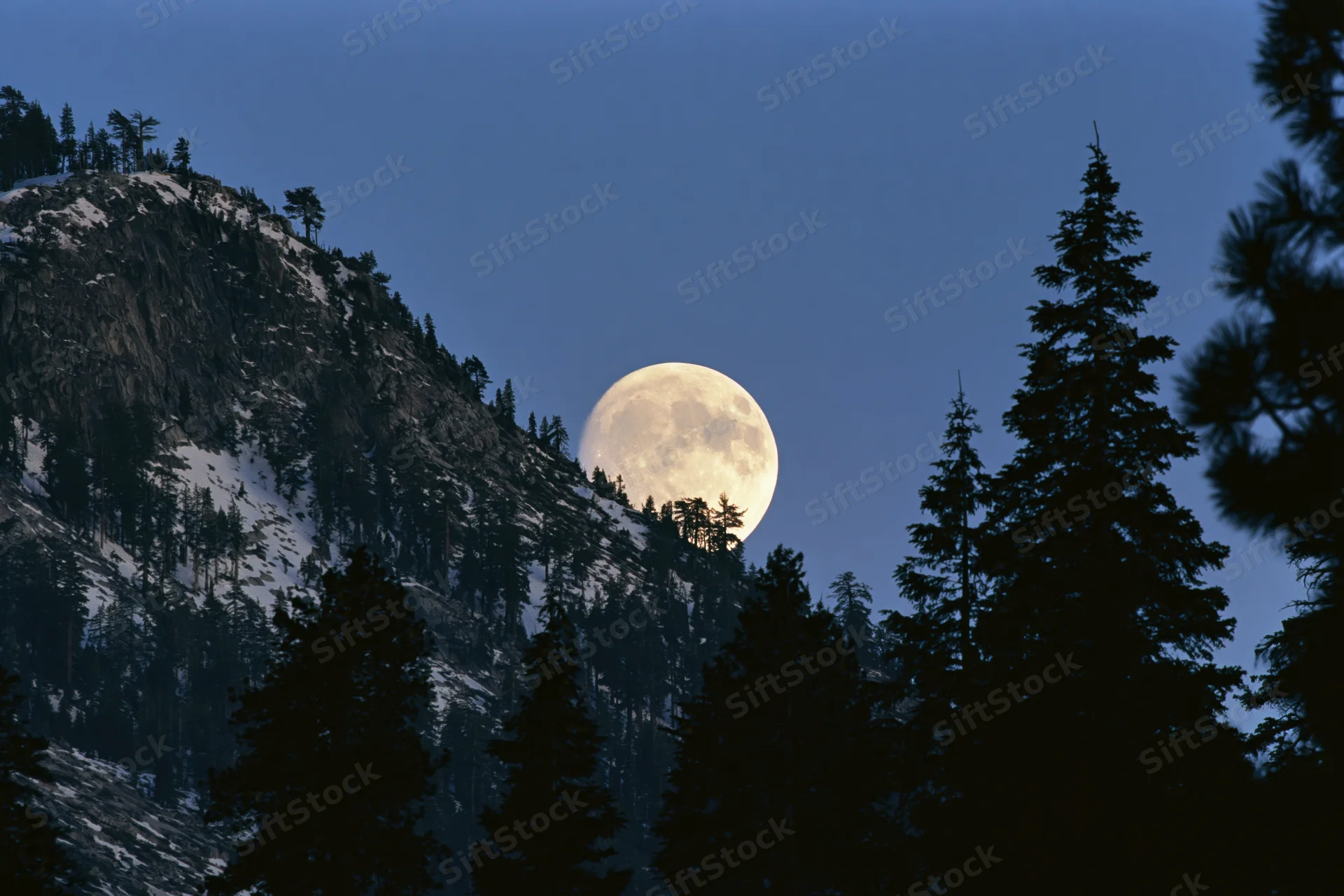Full moon rising behind snow-dusted mountain ridge with pine trees in silhouette at twilight
