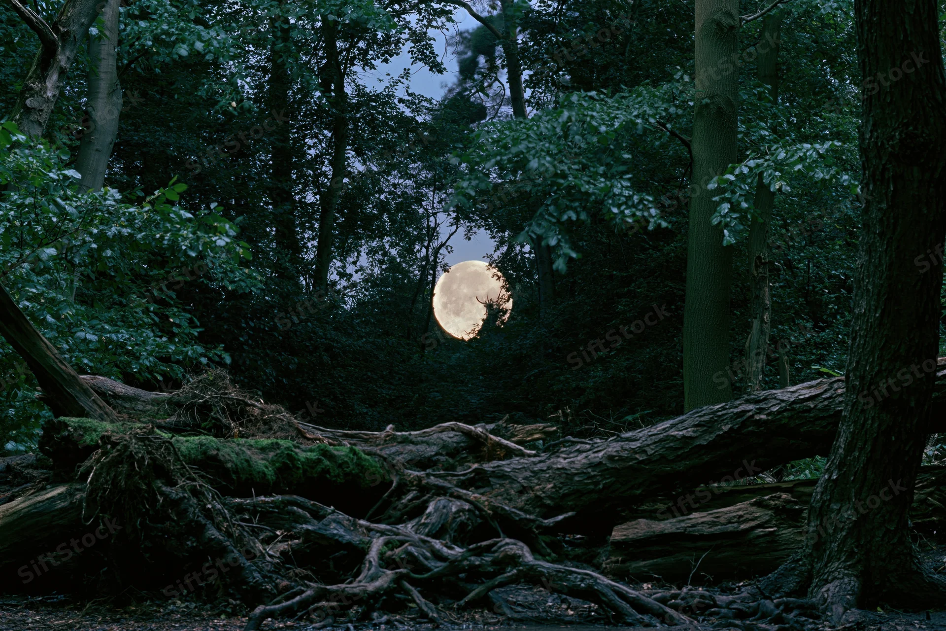 Full moon rising between dense forest trees at night with fallen logs and mossy roots