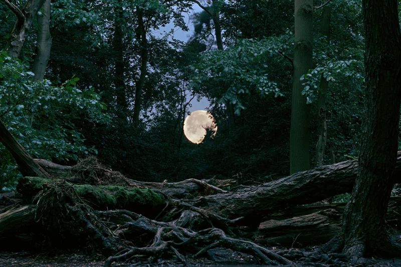 Full moon rising between dense forest trees at night with fallen logs and mossy roots