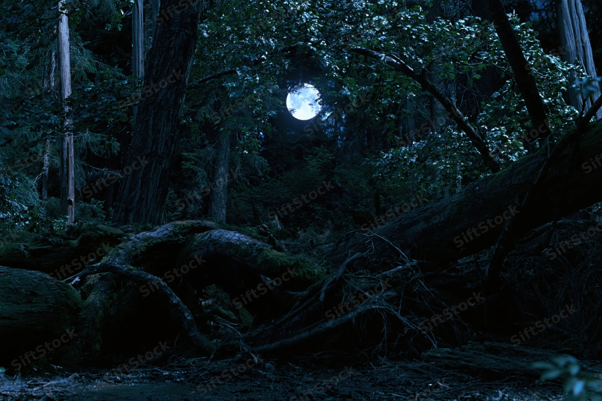 Full moon glowing through dense forest canopy at night, casting light on fallen trees and mossy roots