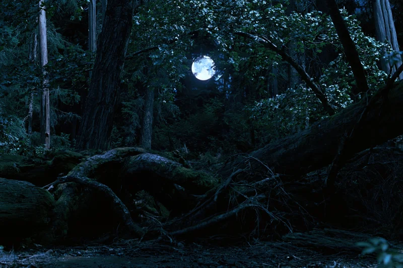 Full moon glowing through dense forest canopy at night, casting light on fallen trees and mossy roots