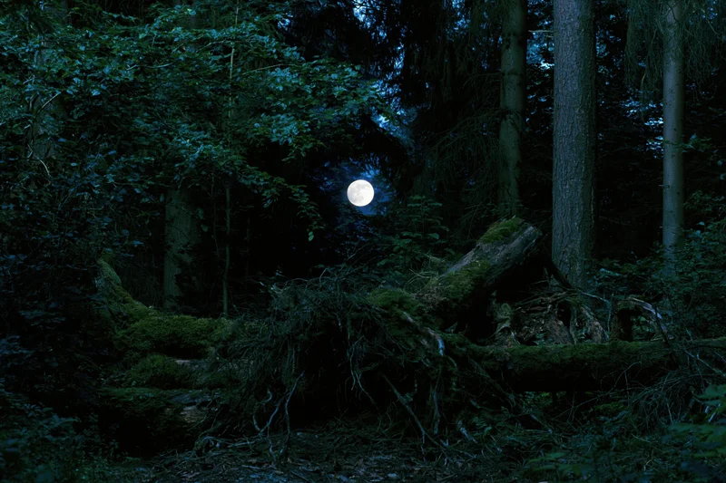 Full moon glowing through dense forest trees at night, casting light on mossy fallen logs and shadowed undergrowth