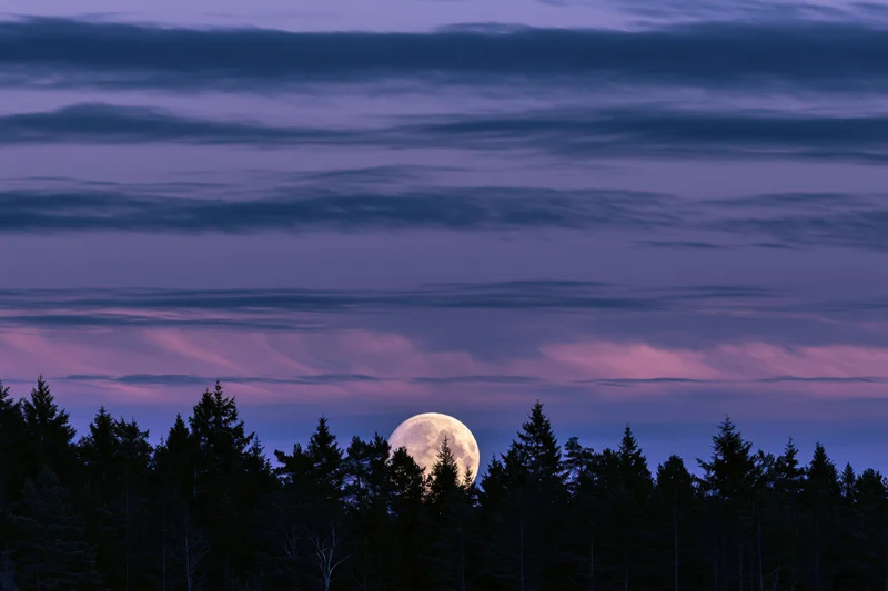 Full moon rising above dark treeline silhouette at twilight